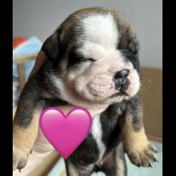 English Bulldog