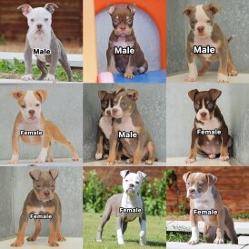 English Bulldog - Both