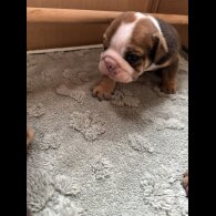 English Bulldog