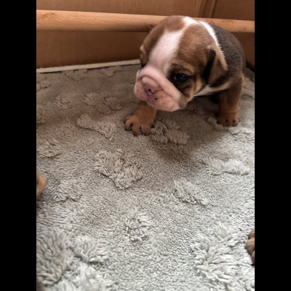 English Bulldog