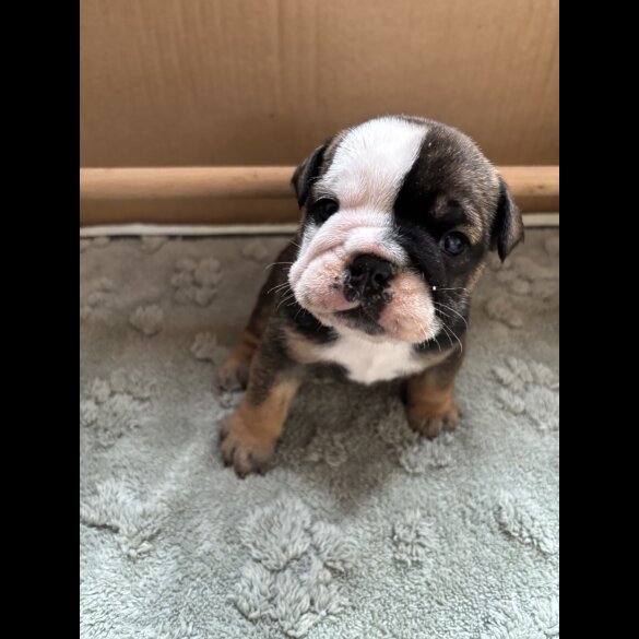 English Bulldog