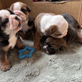 English Bulldog