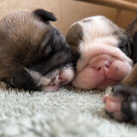 English Bulldog