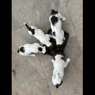 English Springer Spaniel