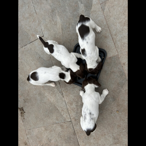 English Springer Spaniel