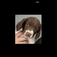 English Springer Spaniel