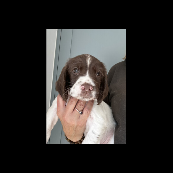 English Springer Spaniel