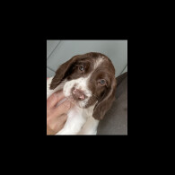 English Springer Spaniel