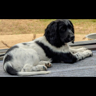 English Springer Spaniel - Dogs