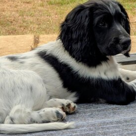 English Springer Spaniel - Dogs
