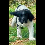 English Springer Spaniel - Dogs