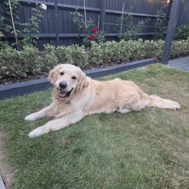 Golden Retriever