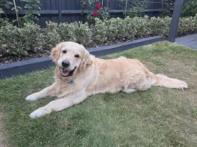 Golden Retriever