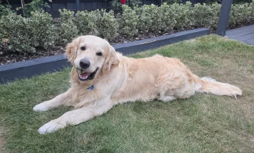 Golden Retriever
