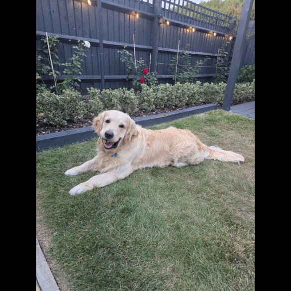 Golden Retriever