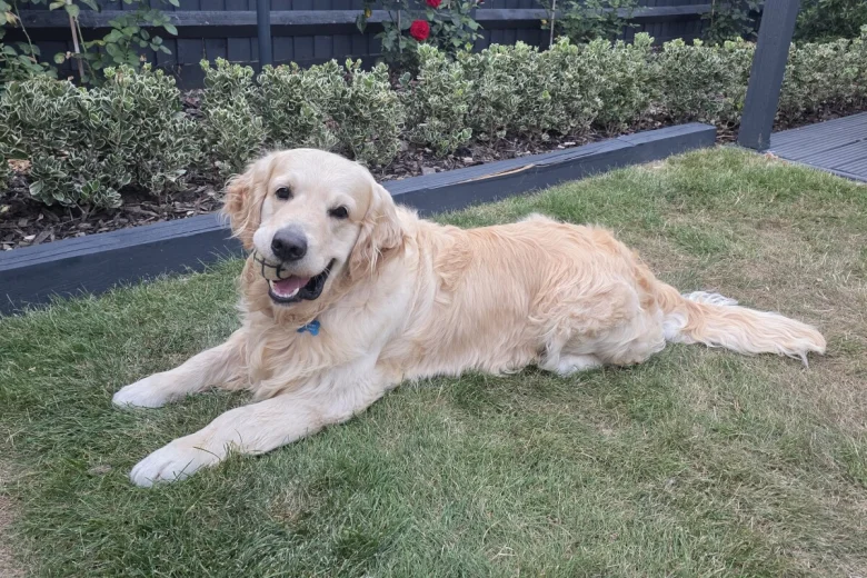 Golden Retriever