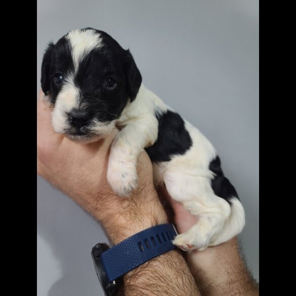 Cockapoo