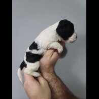 Cockapoo