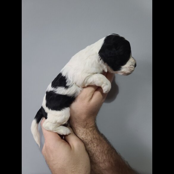 Cockapoo