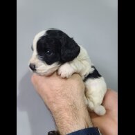 Cockapoo