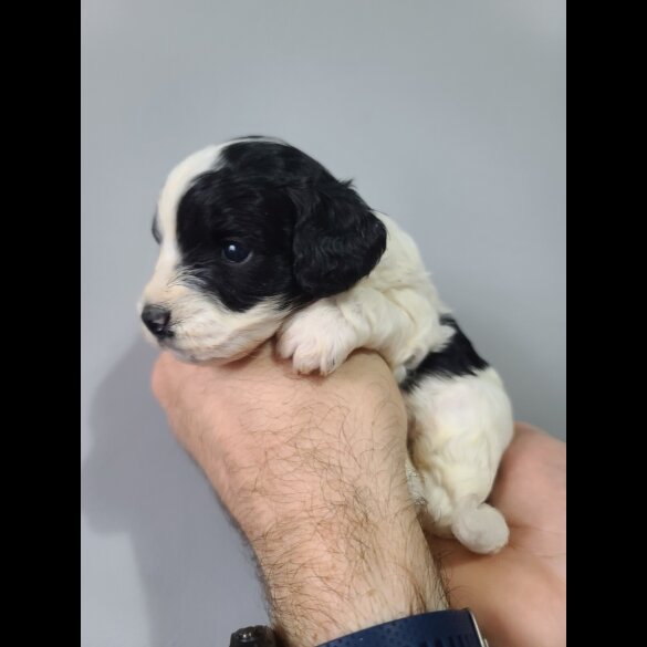Cockapoo
