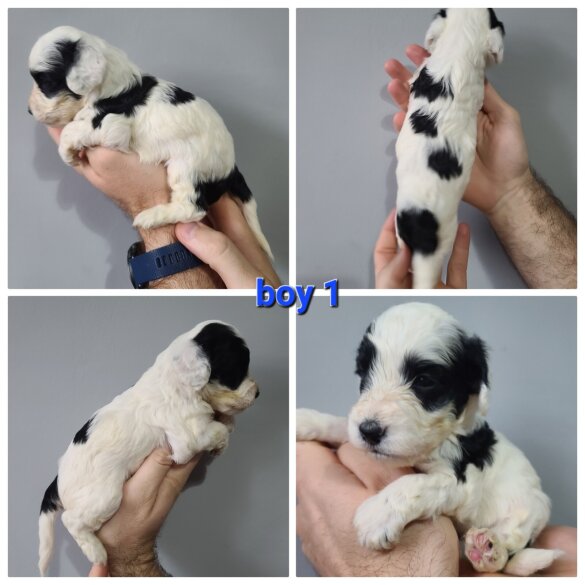 Cockapoo