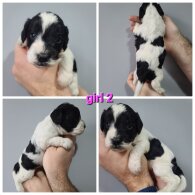 Cockapoo