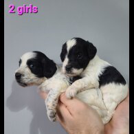 Cockapoo