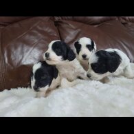 Cockapoo