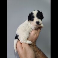 Cockapoo
