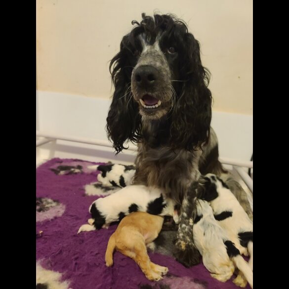 Cockapoo