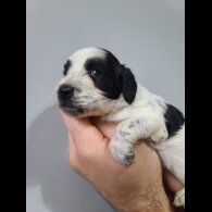 Cockapoo