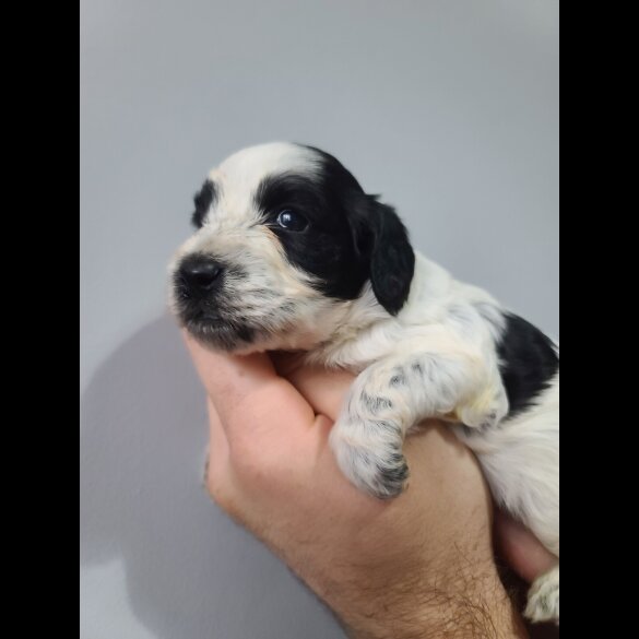 Cockapoo