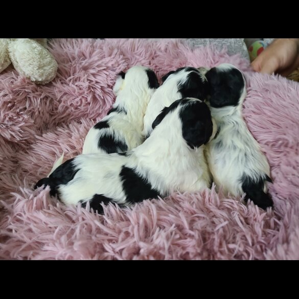 Cockapoo