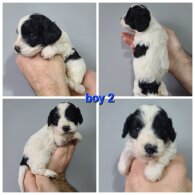 Cockapoo