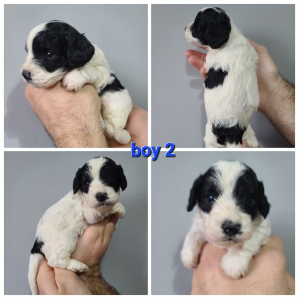 Cockapoo