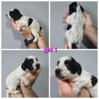 Cockapoo