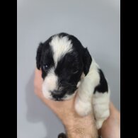 Cockapoo