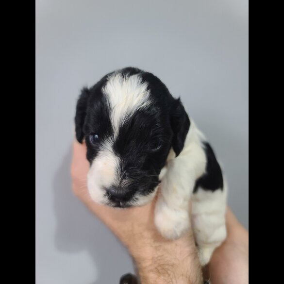 Cockapoo