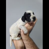 Cockapoo