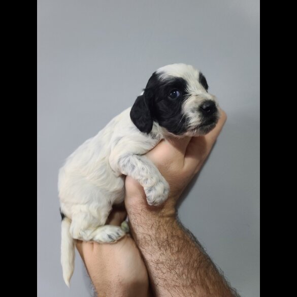 Cockapoo