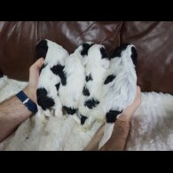 Cockapoo
