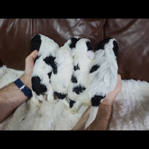 Cockapoo