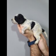 Cockapoo