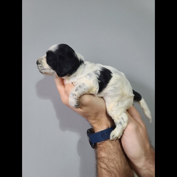 Cockapoo