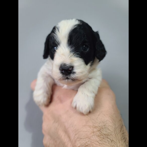 Cockapoo