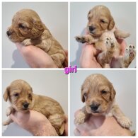 Cockapoo