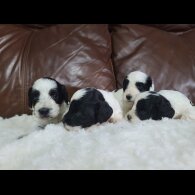 Cockapoo