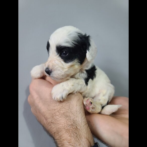 Cockapoo