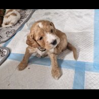Cockapoo
